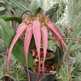 Bulbophyllum Élisabeth ann buckle berry