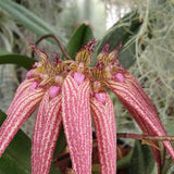 Bulbophyllum Élisabeth ann buckle berry