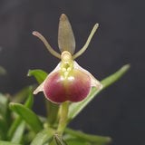 Epidendrum porpax