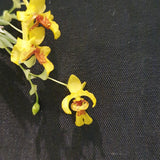 Lockhartia oerstedii