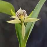 Encyclia fragrans