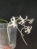 Vanda falcata
