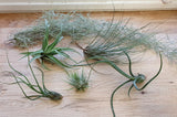 Tillandsia Lot de 6 variétés