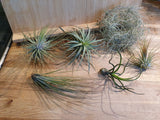 Tillandsia Lot de 6 variétés
