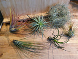 Tillandsia Lot de 6 variétés