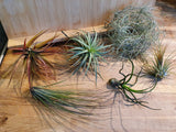 Tillandsia Lot de 6 variétés