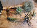 Tillandsia Lot de 6 variétés
