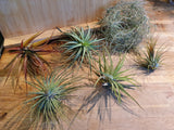 Tillandsia Lot de 6 variétés