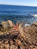 Tillandsia ionantha