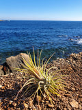 Tillandsia ionantha