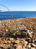 Tillandsia butzii