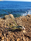 Tillandsia butzii