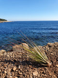 Tillandsia juncifolia
