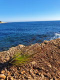 Tillandsia juncifolia