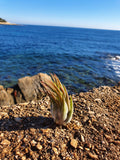 Tillandsia scaposa