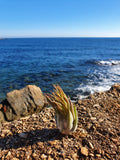 Tillandsia scaposa