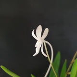 Vanda falcata