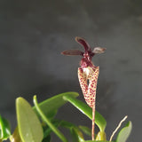 Bulbophyllum lasiochilum