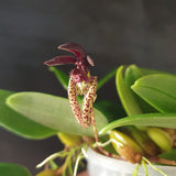 Bulbophyllum lasiochilum