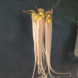 Bulbophyllum longissimum XL
