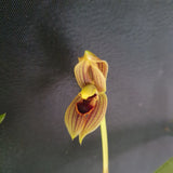 Mormolyca ringens