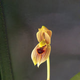 Mormolyca ringens