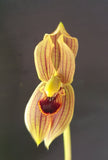 Mormolyca ringens