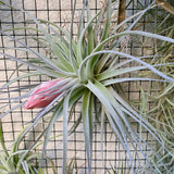 Tillandsia Houston cotton candy