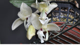 stanhopea sp