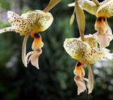 stanhopea sp