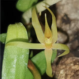 Angraecum  moandense